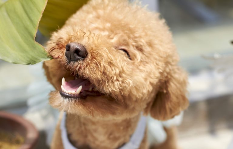 【成犬用】シュプレモの評価【子犬の頃から続く涙やけが改善】